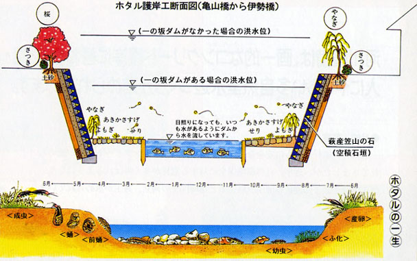 図-1　ホタル護岸の概要説明図